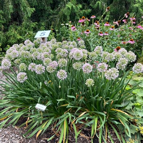 Big Beauty Allium Midwest Groundcovers LLC