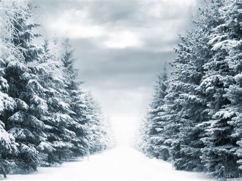 Pines In Snow Wallpapers And Images Wallpapers Pictures Photos