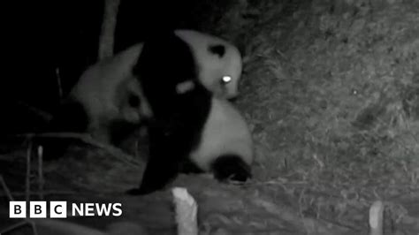 Rare Footage Captures Fight Between Two Wild Pandas Bbc News