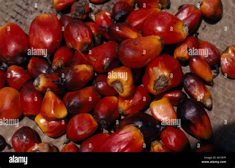 Gabon Central Africa Agriculture Close Up Of Date Oil Palm Fruit Elaeis