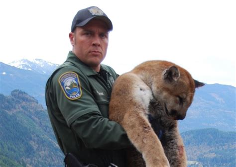 110 Pound Male Cougar Found Dead On Washington Beach