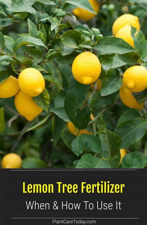 Lemon Tree Fertilizer When And How To Use It Details
