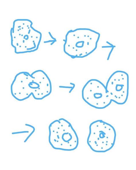 Reproduction In Amoeba Diagram