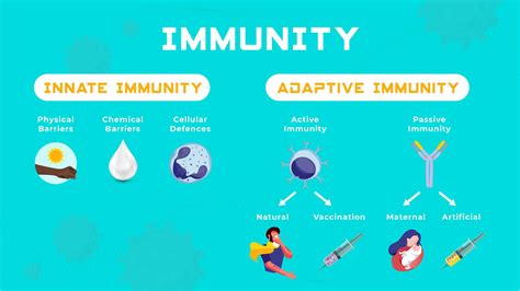 Types Of Immune System Immune System Immunity System