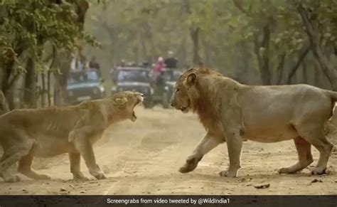Lioness Fighting