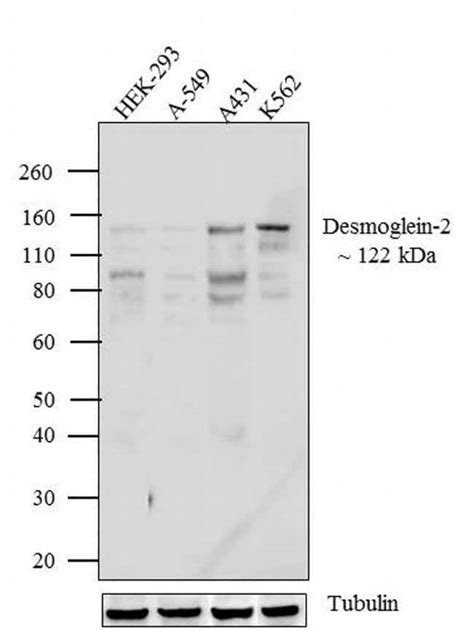 Desmoglein 2 Monoclonal Antibody 6D8 Invitrogen 100 μg