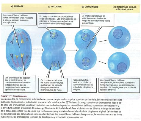 esquema de mitosis biologia audesirk