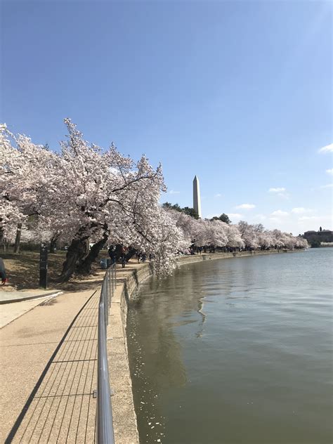 Pin by Evita Gamez on Cherry Blossom 2018 | Cherry blossom season, Cherry blossom, Blossom