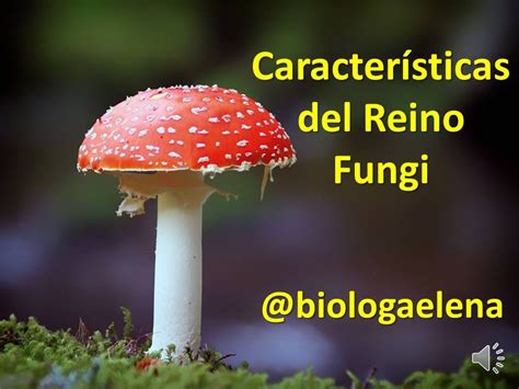 Características Del Reino Fungi Los Hongos Youtube