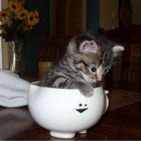 Little Baby Crazy Cat Lady Crazy Cats Teacup Kitten Funny Animals