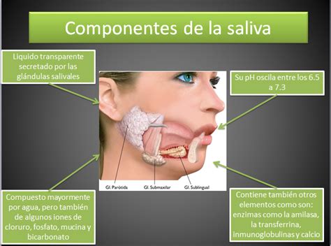 Juan Leon Fisiologia Componentes De La Saliva