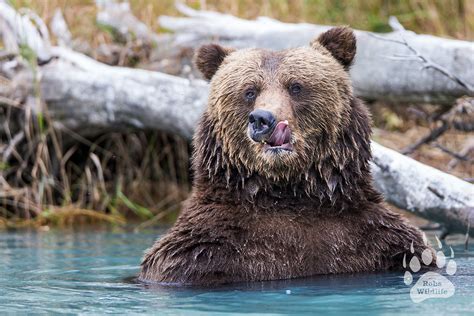 These Spectacular Photos Of Bears Show The Beauty And Personality Of