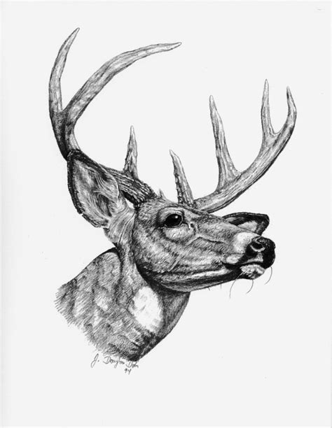 Illinois Whitetail Services Pencil Drawing Gallery