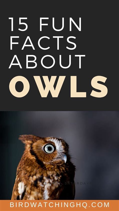 15 Fun And Interesting Facts About Owls 2020 Bird Watching Hq In