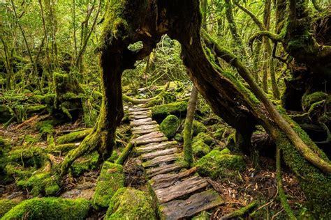 7 Of The Best Hikes In Japan
