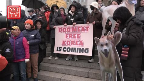 Activists Cheer As South Korea Passes Bill To Ban Dog Meat Trade Youtube