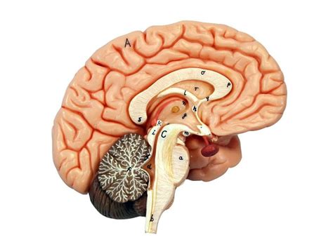 Nervous system diagram autonomic nervous system lateral labeled body part chart removable wall graphic. Unlabeled Labeled Nervous System Diagram - Aflam-Neeeak