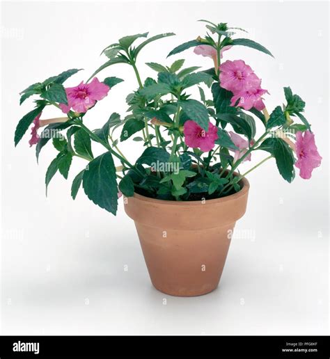 Achimenes Plant Cupid S Bowers Hot Water Plant With Pink Flowers In Terracotta Pot Stock