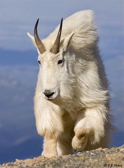 Big North American Mountain Goat Billy High On A Cliff Nature