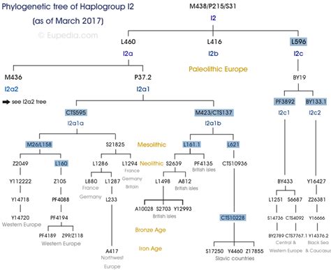 A haplotype is a group of alleles in an organism that are inherited together from a single parent, and a haplogroup (haploid from the greek: Phylogenetic trees of Y-chromosomal haplogroups - Eupedia