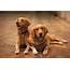 Adult Golden Retriever And Puppies 5 Important Food FAQs