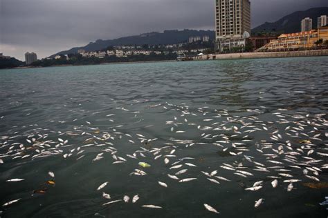 Thousands Of Dead Fish Found Off Hong Kongs Lantau Island Leaves