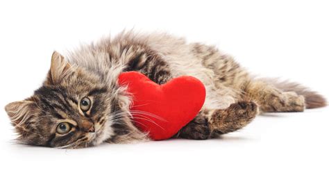 Facts About A Cats Heart Petlifeca