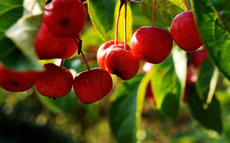Fruits Trees Wallpapers Wallpaper Cave