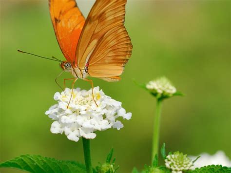 Utilité Papillon Jardin Importance Des Papillons Au Jardin