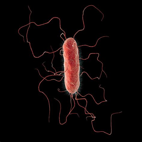 Proteus Vulgaris Bacterium Photograph by Kateryna Kon/science Photo Library