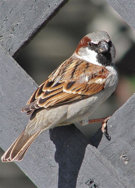 House Sparrow Tiu New Zealand Birds Online