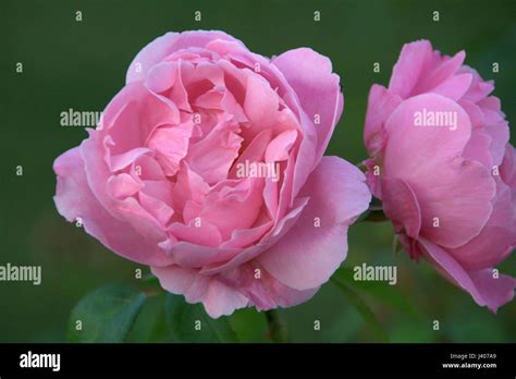Pink English Rose Stock Photo Alamy