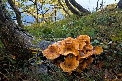 12 Kinds Of Mushrooms In Illinois With Pictures Wildlife Informer