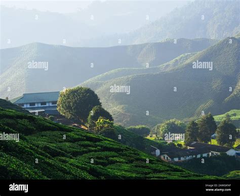 Tea Plantation Landscape Stock Photo Alamy