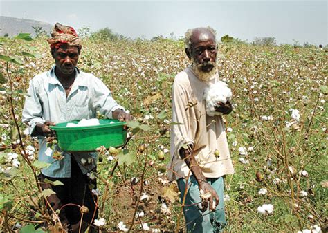 West Nile Cotton Farmers To Receive Training In Modern Cotton