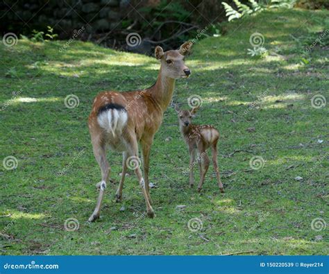 Baby Sika Deer And Mum Stock Image Image Of Sitting 150220539