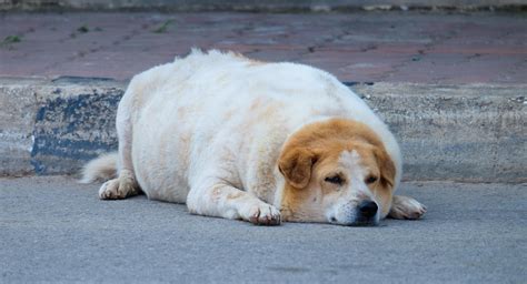 Obesity In Dogs Pet Insurance Review