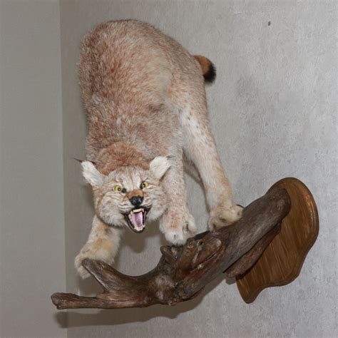 Eurasian Lynx Taxidermy Mount Stuffed Animal For Sale Not Bobcat