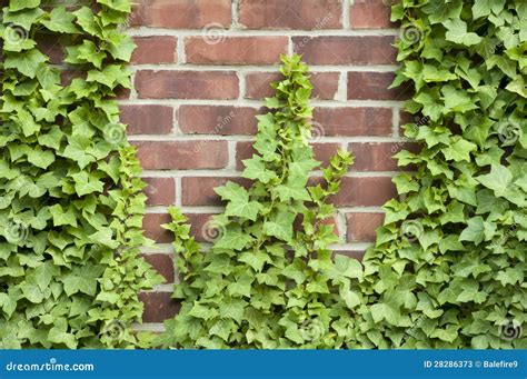 Ivy Growing Up A Brick Wall Stock Photos Image 28286373
