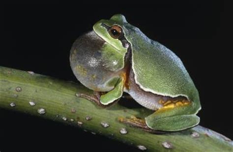 Si aún no está convencido de que un plan según el horario de uso es el adecuado para usted, haga clic aquí para ver otras opciones de planes disponibles para usted. Why Frogs Inflate | Animals - mom.me