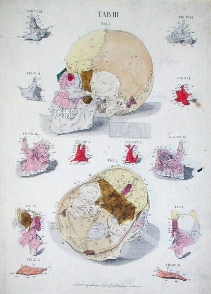 Knochen Des Schädels Aus Tabulae Osteologicae Von Christoph Jacob