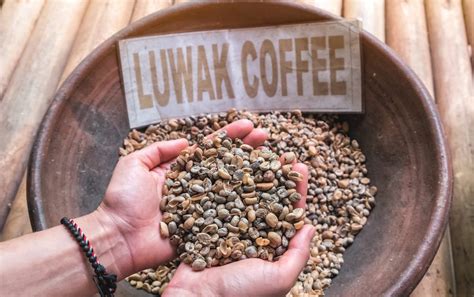 Jangan Jijik Dulu Ini 8 Manfaat Kopi Luwak Untuk Kesehatan Tubuh Kamu Good Doctor Tips