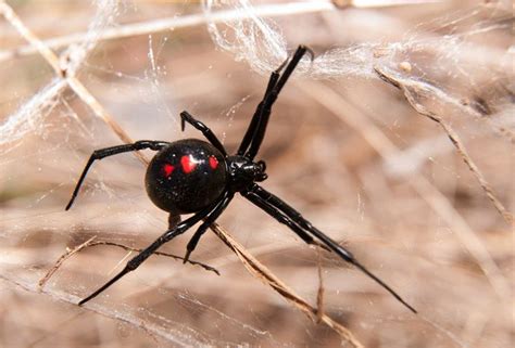 Northern Black Widow Spider Latrodectus Variolus Spider Bites