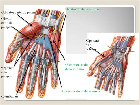 Liga De Anatomia Ulbra Anatomia MÃo E PÉ