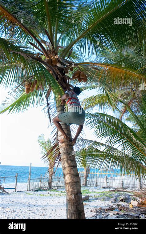 Strong Deft Man Clumbingl On Coconut Tree At Agatti Island India Stock