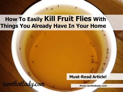 How To Kill Fruit Flies F