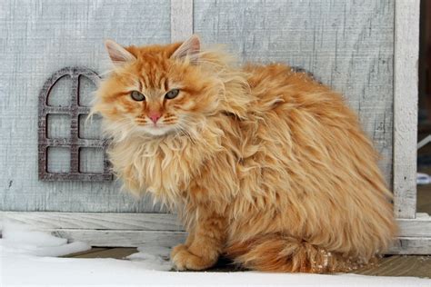 The maine coon cat is a natural breed and one of the largest of domesticated cats. The Unique Charm of Maine Coon Cats; What Sets Them Apart ...