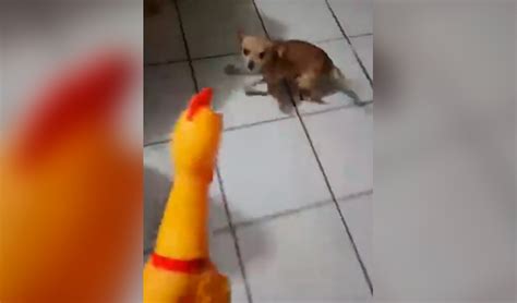 Youtube Viral Rabioso Perro Chihuahua Intenta Pelear Contra Pollo De