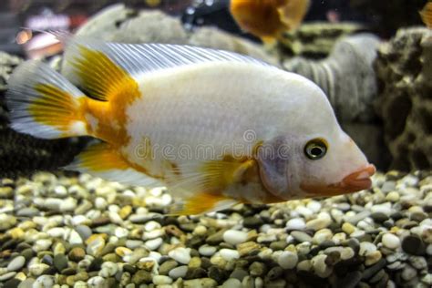 White Cichlid Fish In Aquarium Stock Photo Image Of Goldfish Decor
