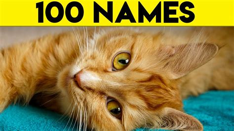 Ginger Cat Names 100 Names For Your Orange Cat Youtube